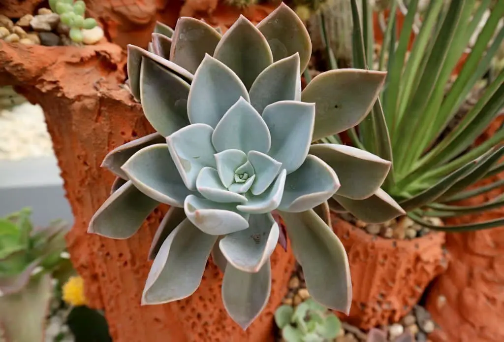 Echeveria ‘Atlantis’.