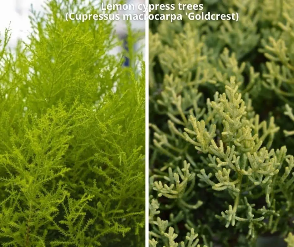 Lemon cypress trees (Cupressus macrocarpa ‘Goldcrest’)