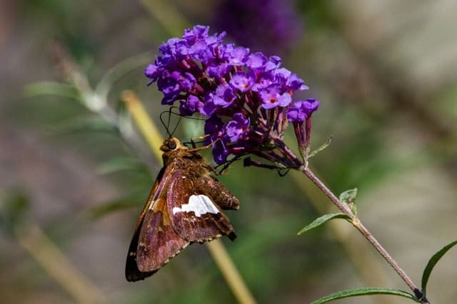 Butterfly Bush