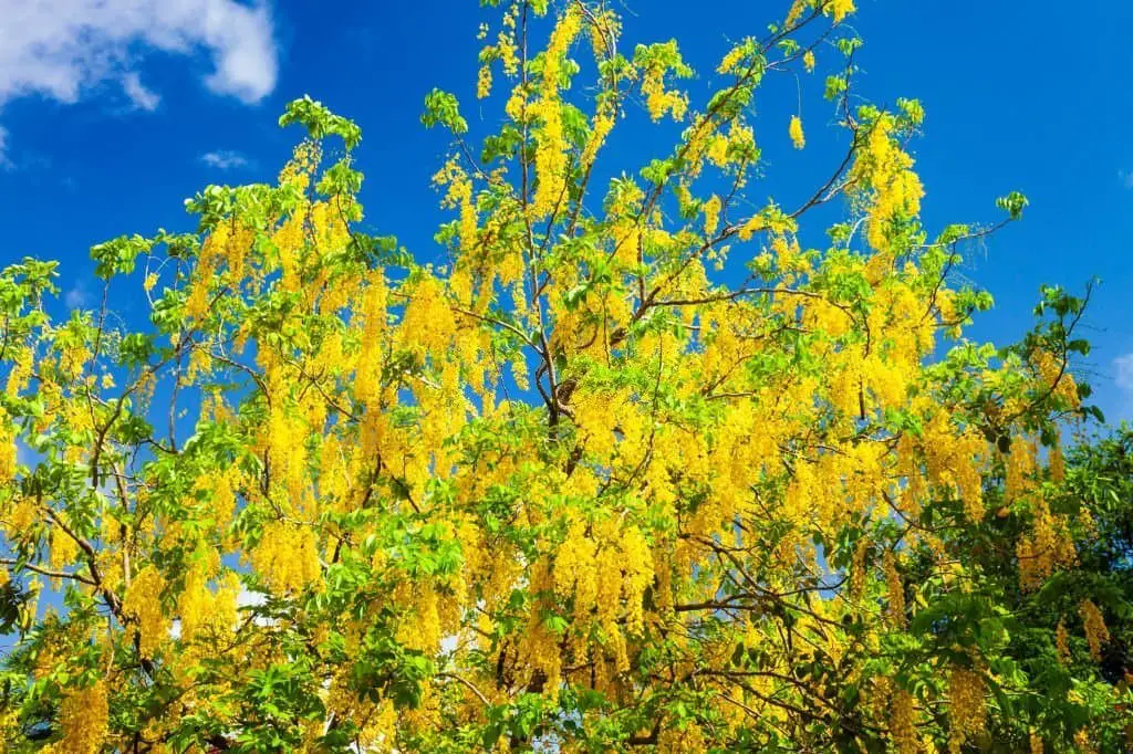 Golden Raintree (Koelreuteria paniculata).