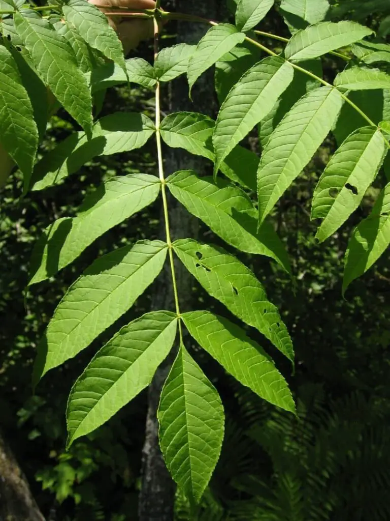 18+ Types Of Ash Trees: Leaves, Bark, Identification, Characteristics