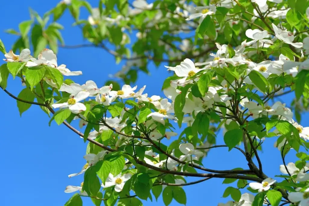 Flowering dogwood (Cornus florida)