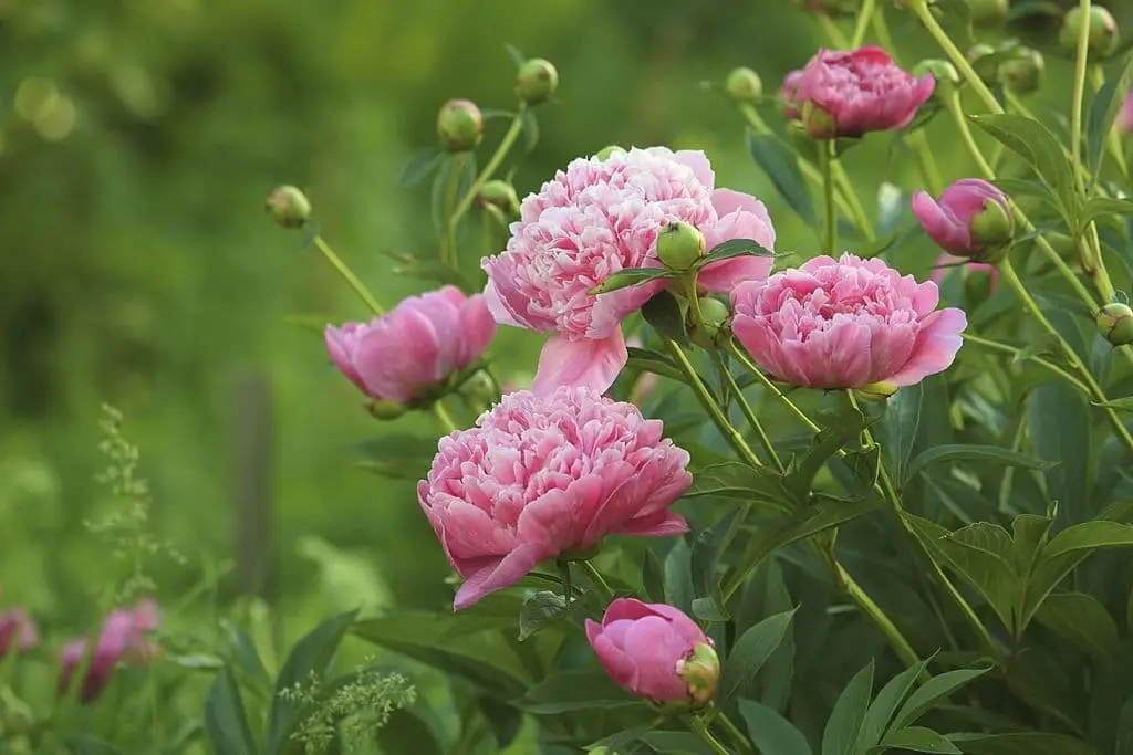 Peonies