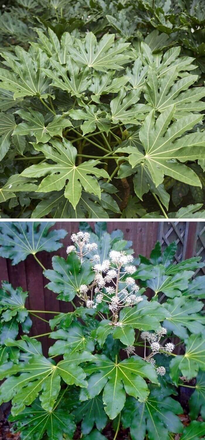 Spider’s Web (Fatsia Japonica, Paperplant, glossy-leaf paper plant)