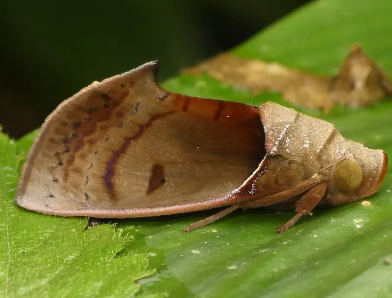 Dead-Leaf Moth (Uropyia meticulodina).