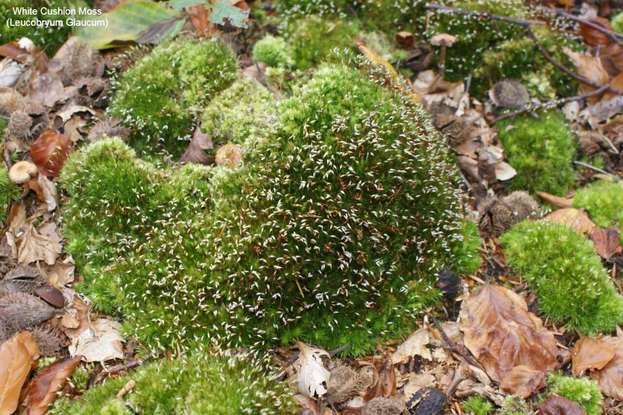 White Cushion Moss (Leucobryum Glaucum)