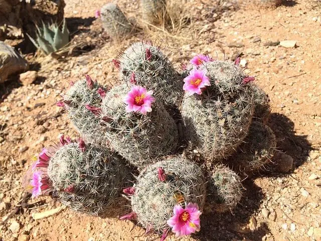 Pincushion Cactus (Mammillaria spinosissima)