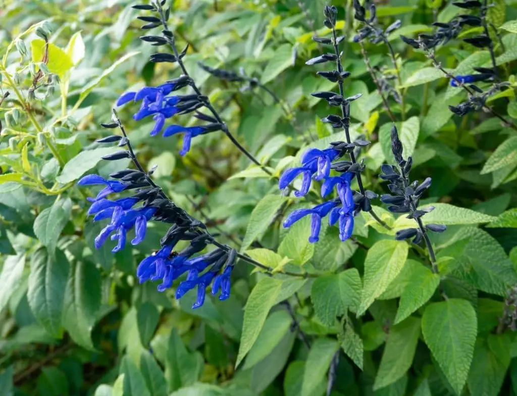 Anise-Scented Sage (Salvia guaranitica)