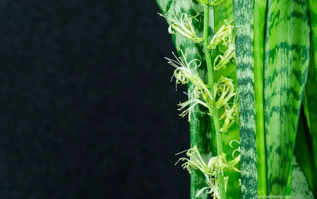 Sansevieria zeylanica ‘Ceylon Bowstring Hemp’