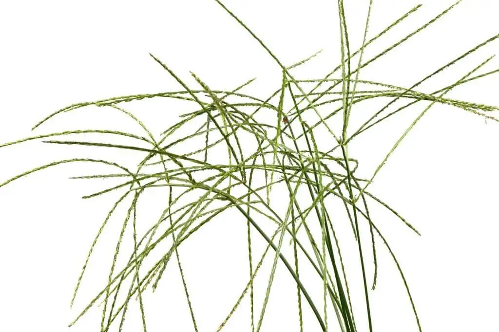 Common crabgrass (Digitaria sanguinalis)