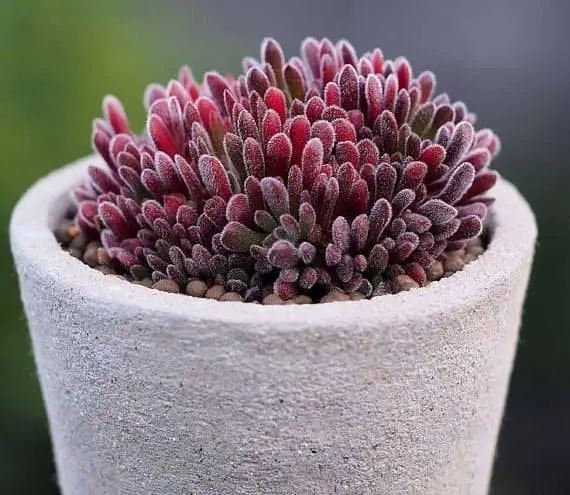 Crassula Pubescens Bear Paw