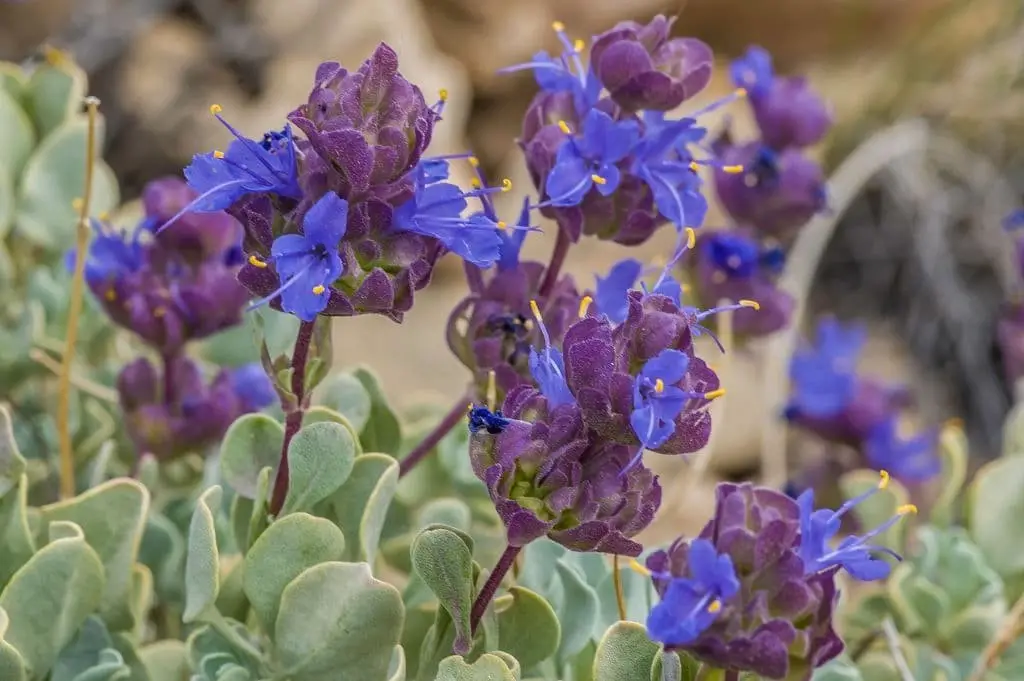 Desert Sage (Salvia dorrii)