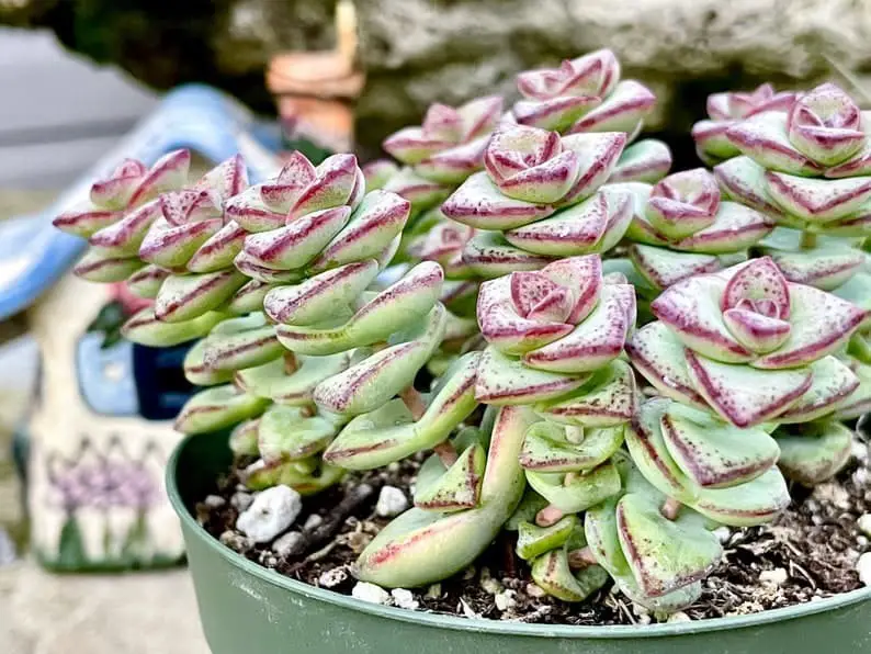 String of Buttons (Crassula Perforata).