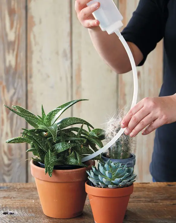 How to water succulents in pots