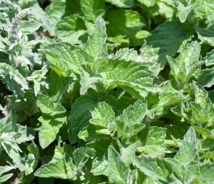 Lavender Mint (Mentha piperita ‘Lavendula’)