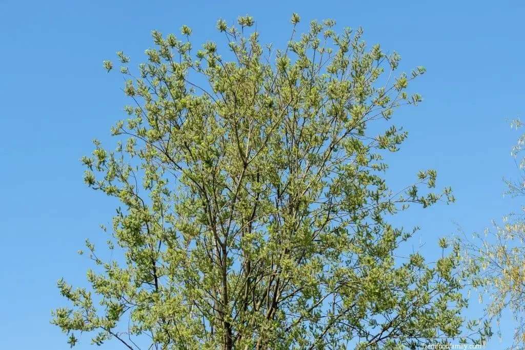 Goat Willow (Salix caprea)