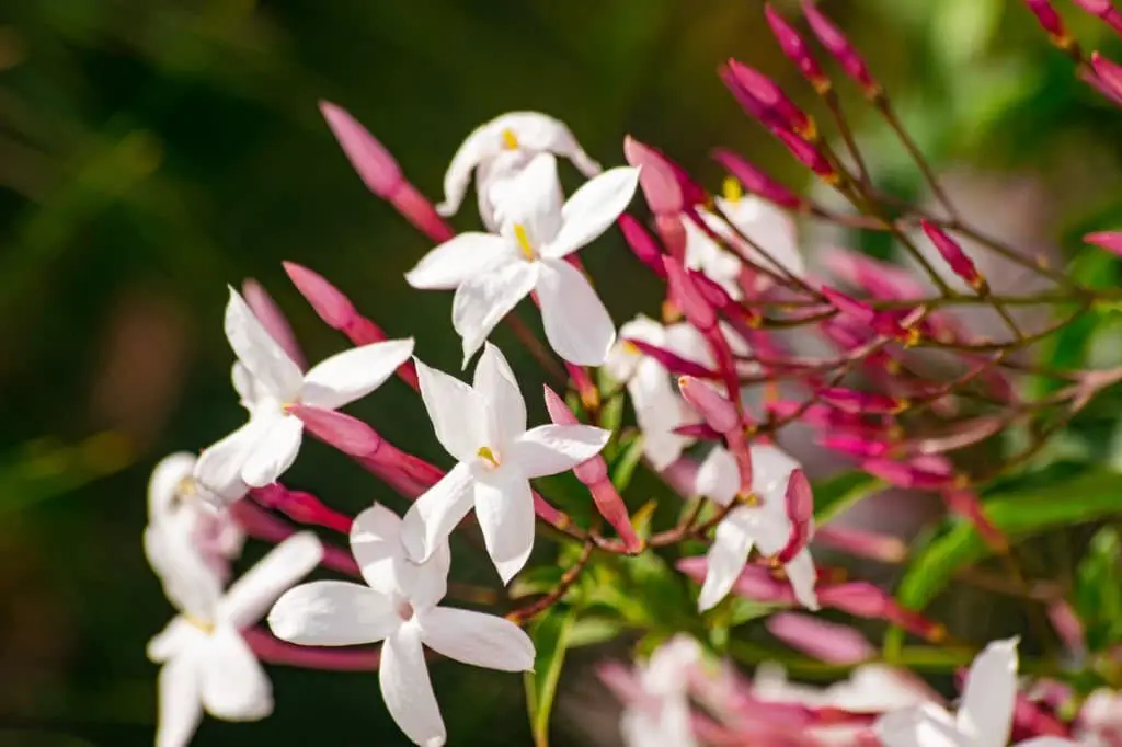 Pink Jasmine (Jasminum Polyanthum)