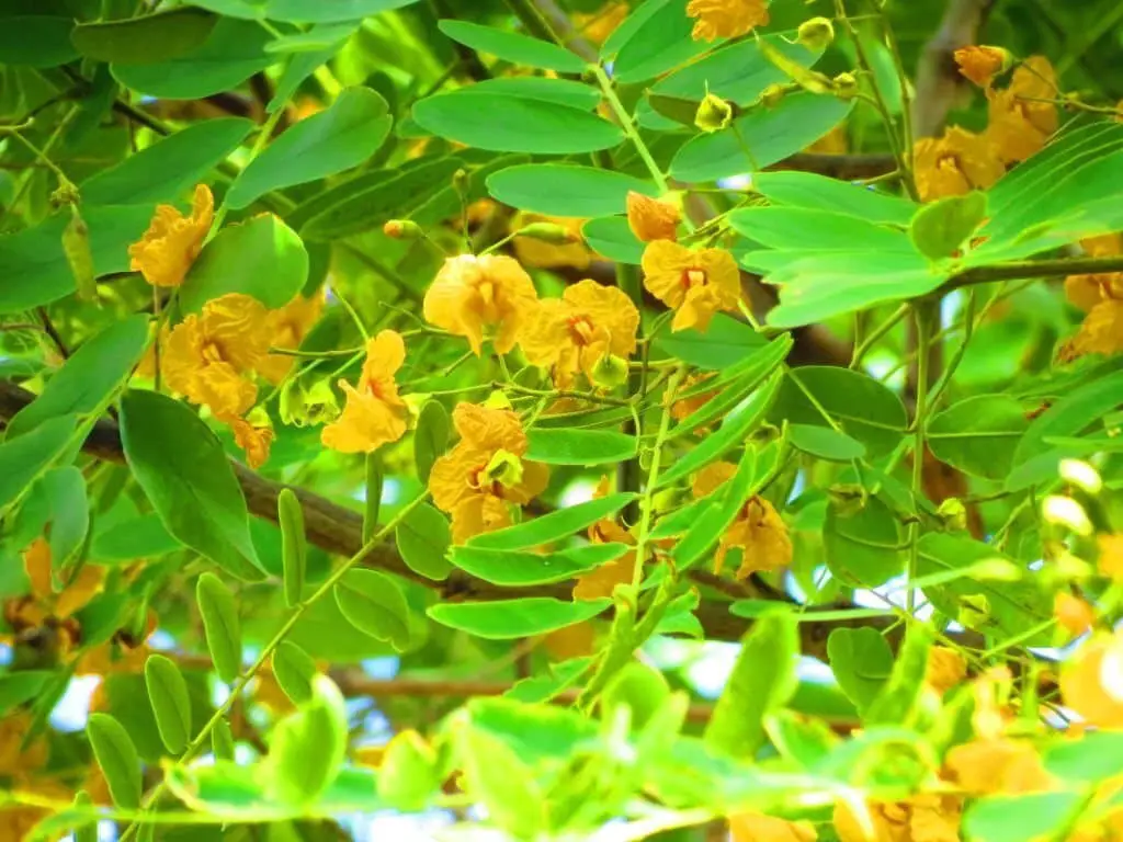 Tipu Tree (Tipuana tipu).