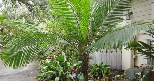 Dwarf Majesty Palm (Ravenea hildebrandtii).