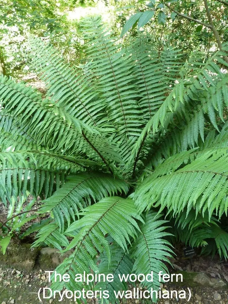 The alpine wood fern (Dryopteris wallichiana):