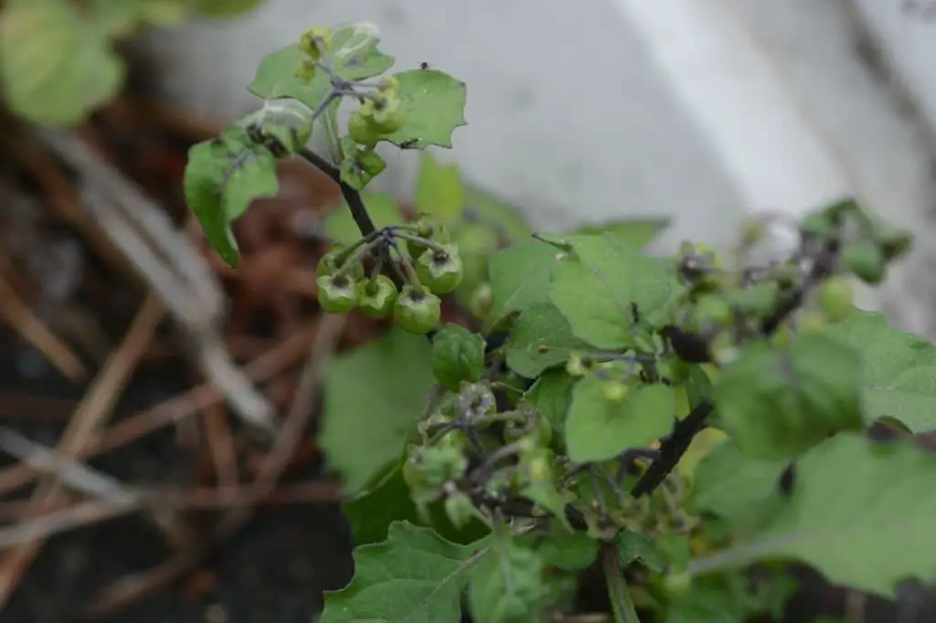 Black Nightshade (Solanum nigrum).