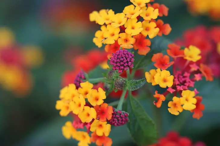 One of the Easiest Mediterranean Garden Perennials