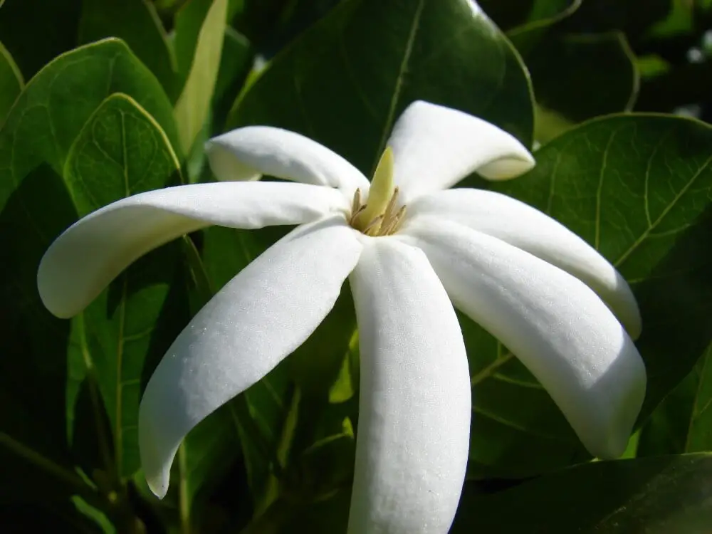 Gardenia anapetes