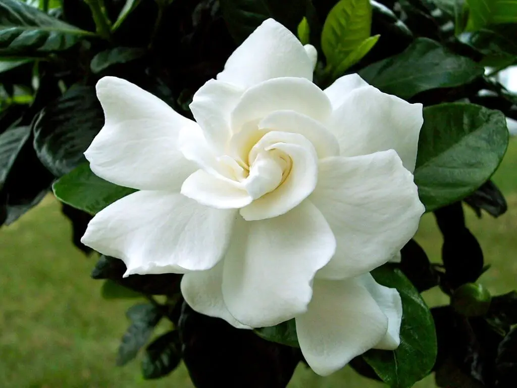 Gardenia grievei