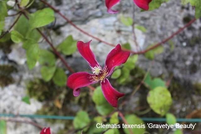 Autumn Flowering Clematis