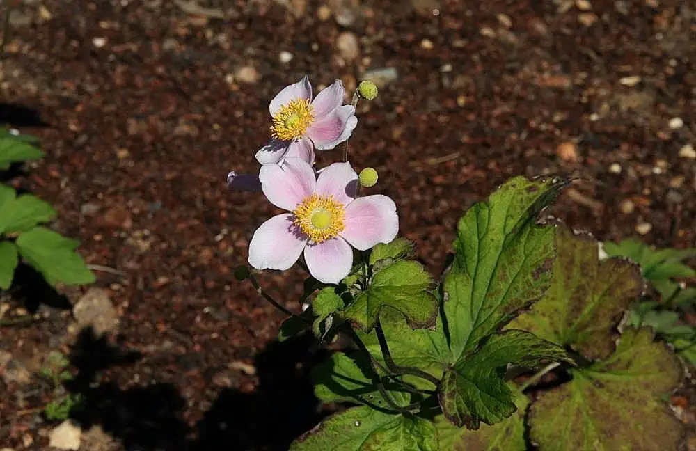 Anemone hupehensis ‘September Charm’