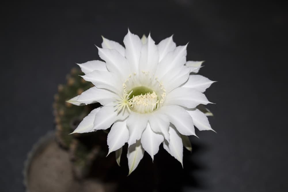 Easter lily cactus