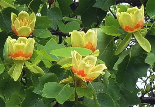 Little Volunteer tulip tree (Liriodendron ‘Little Volunteer’).