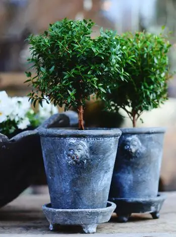 DIY Myrtle Topiary in Lion Pot