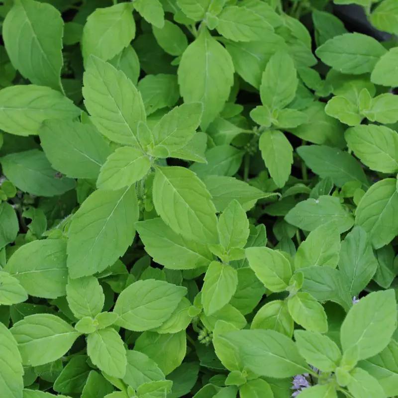 Banana mint, Mentha arvensis ‘Banana’