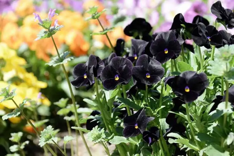 Viola cornuta ‘Blackout’ (Horned Violet).