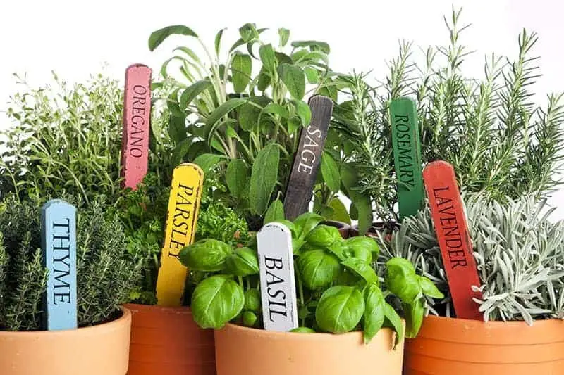 Potting Herbs