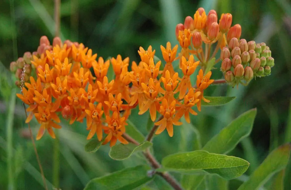 Butterfly Weed (Asclepias tuberosa)