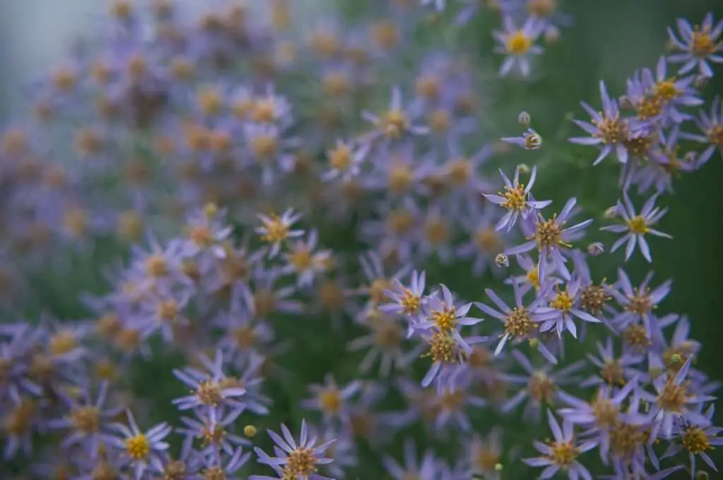 Fall Aster (Symphyotrichum cordifolium).