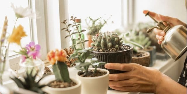 Collection of Low-Maintenance Cacti