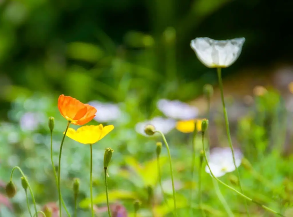 Ice poppy (Papaver croceum).