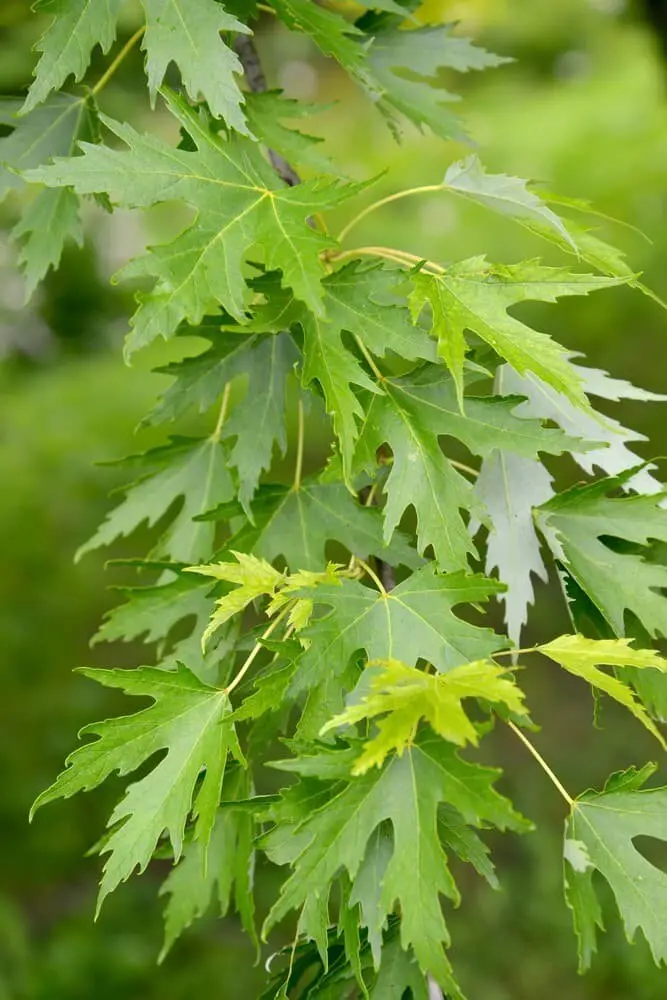 Silver Maple (Acer saccharinum)