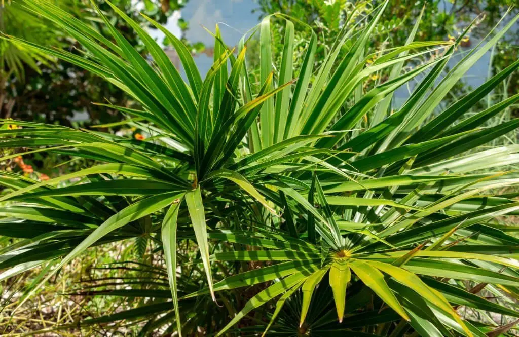 Florida Thatch Palm (Thrinax radiate).