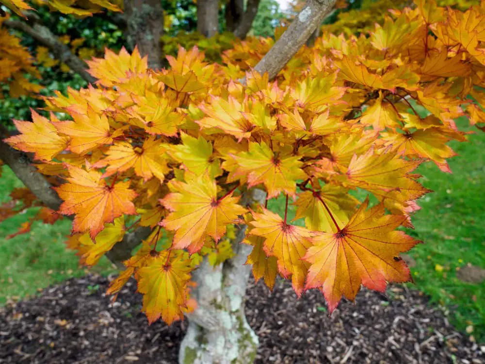 Shirasawa’s Maple/Fullmoon maple (Acer shirasawanum)