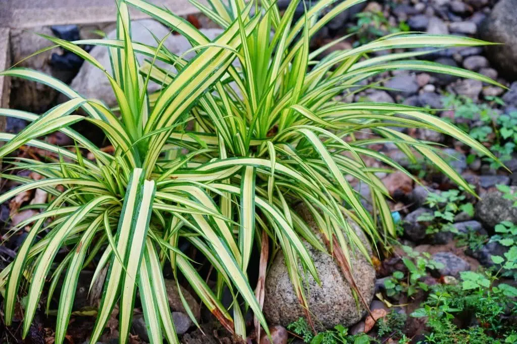 Spider plant