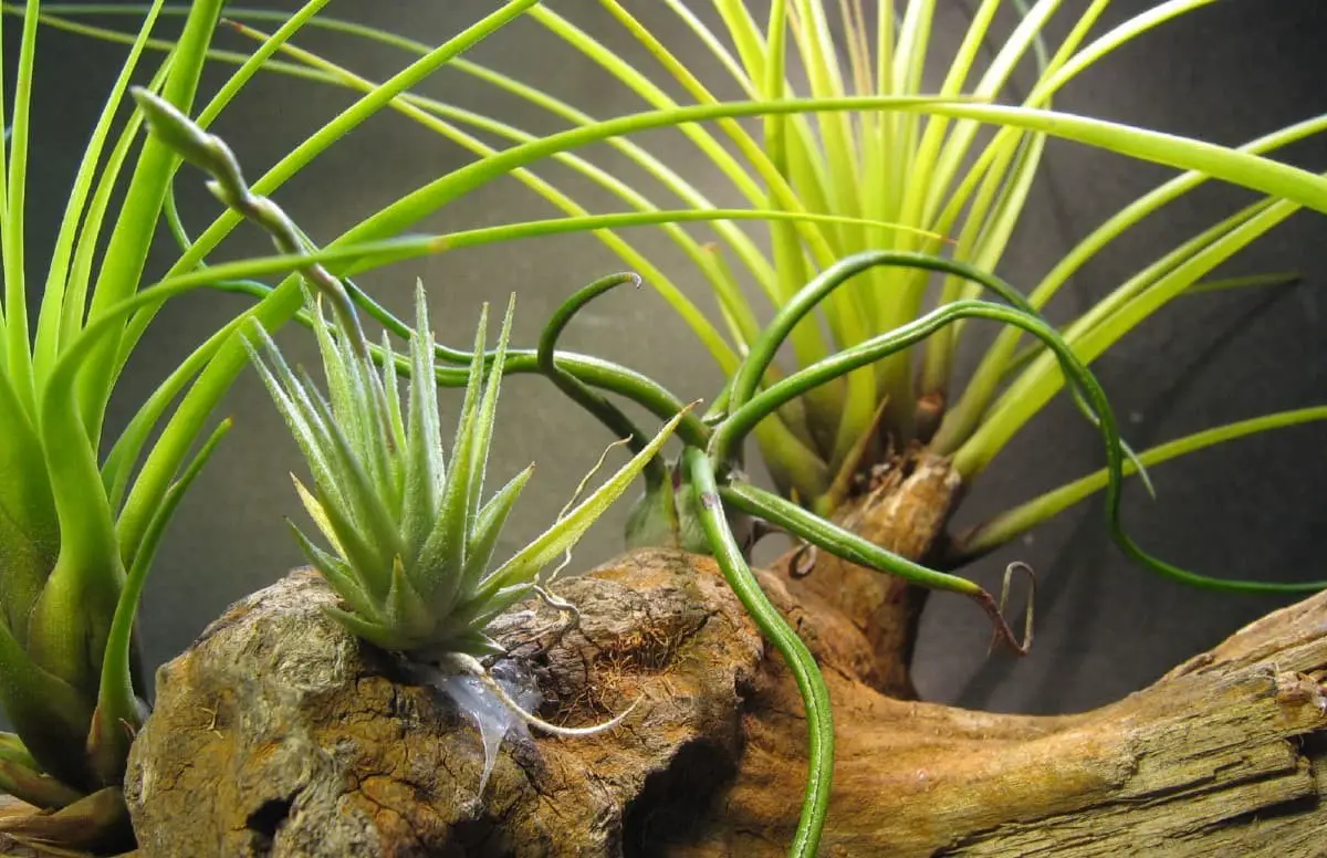 Loliacea (Tillandsia loliacea)