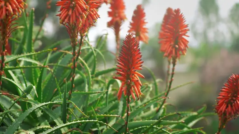 36 Different Types Of Orange Flowers (A-Z)