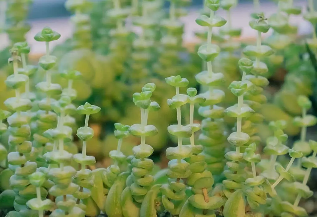 String of Necklace (Crassula marnieriana).