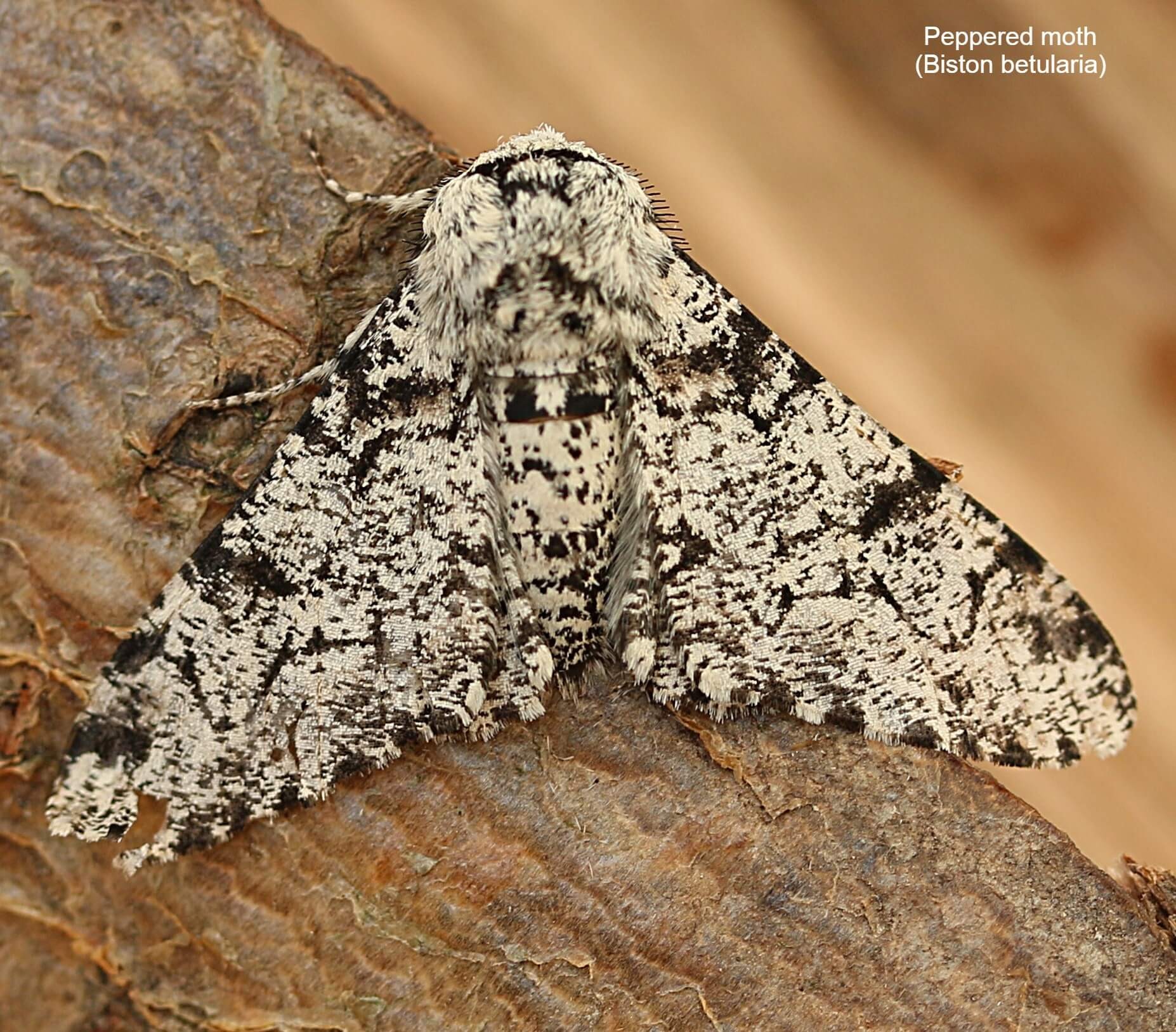 Peppered moth (Biston betularia)