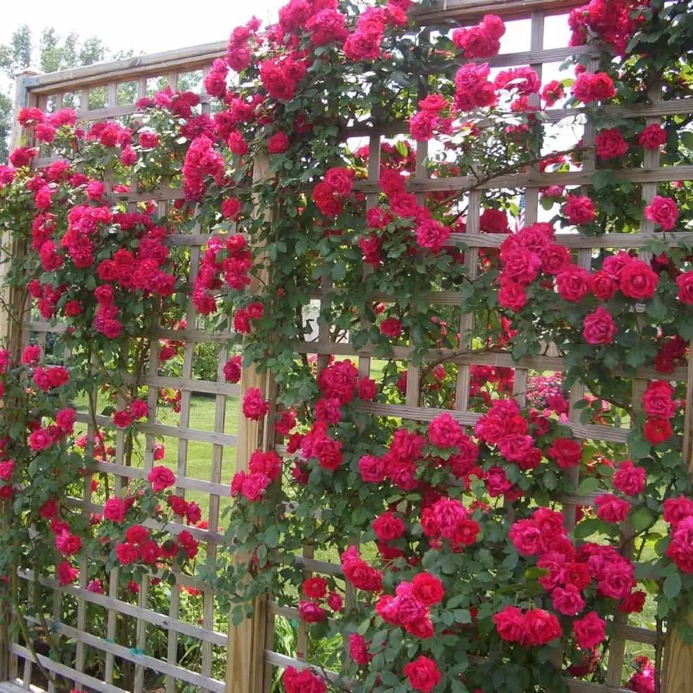 On a Trellis, Grow a Rose