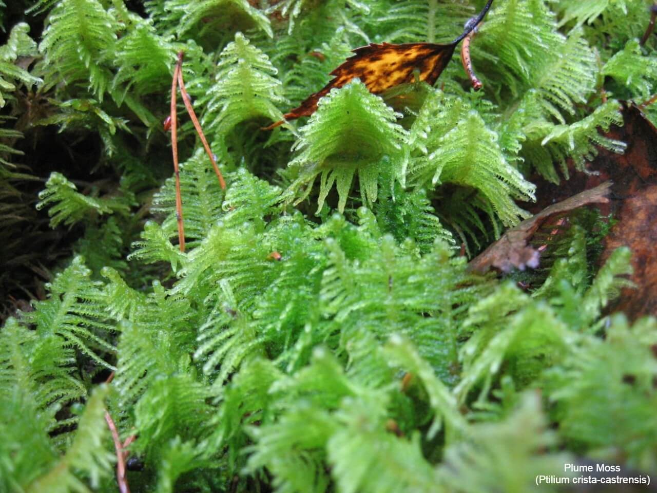 Plume Moss (Ptilium crista-castrensis)